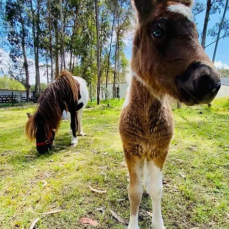Aldeamento Turístico Bumgalow 5x *