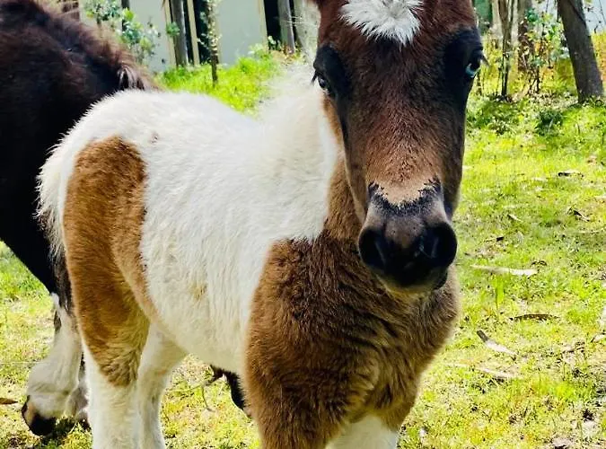 Bumgalow 5x Патаяш